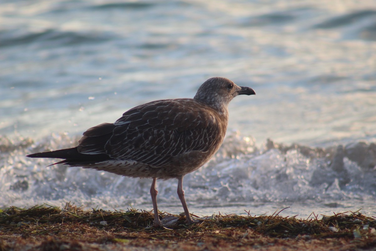 Lesser Black-backed Gull - ML645564676