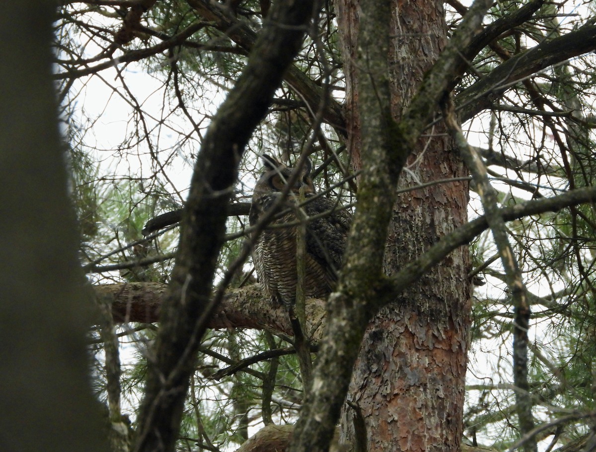 Búho Americano - ML645564677