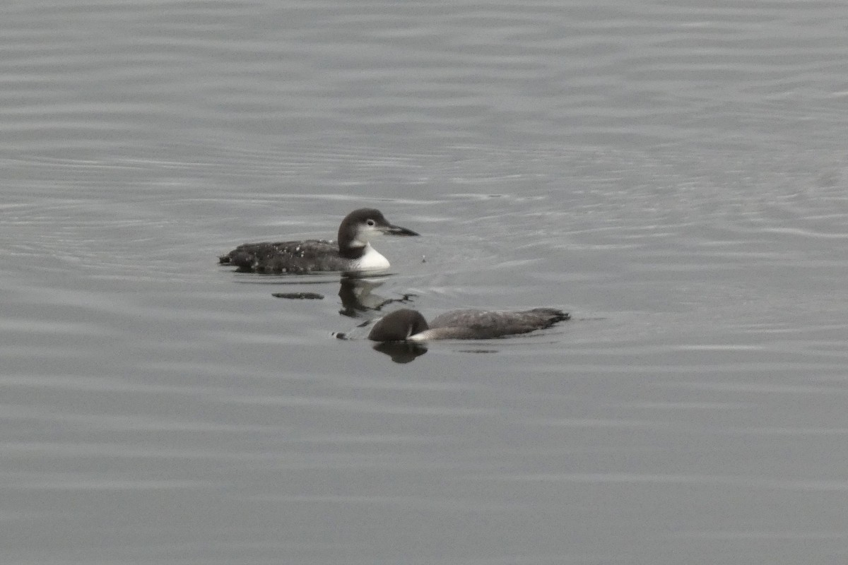 Common Loon - ML645564702