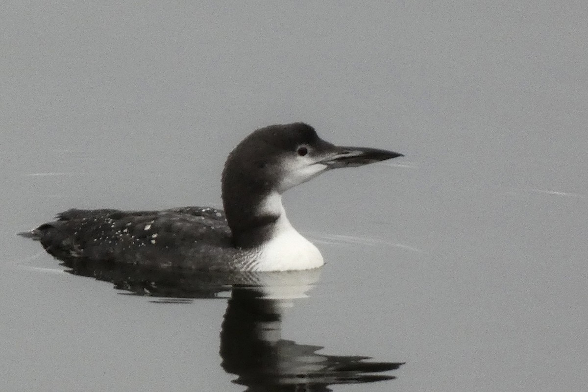 Common Loon - ML645564703