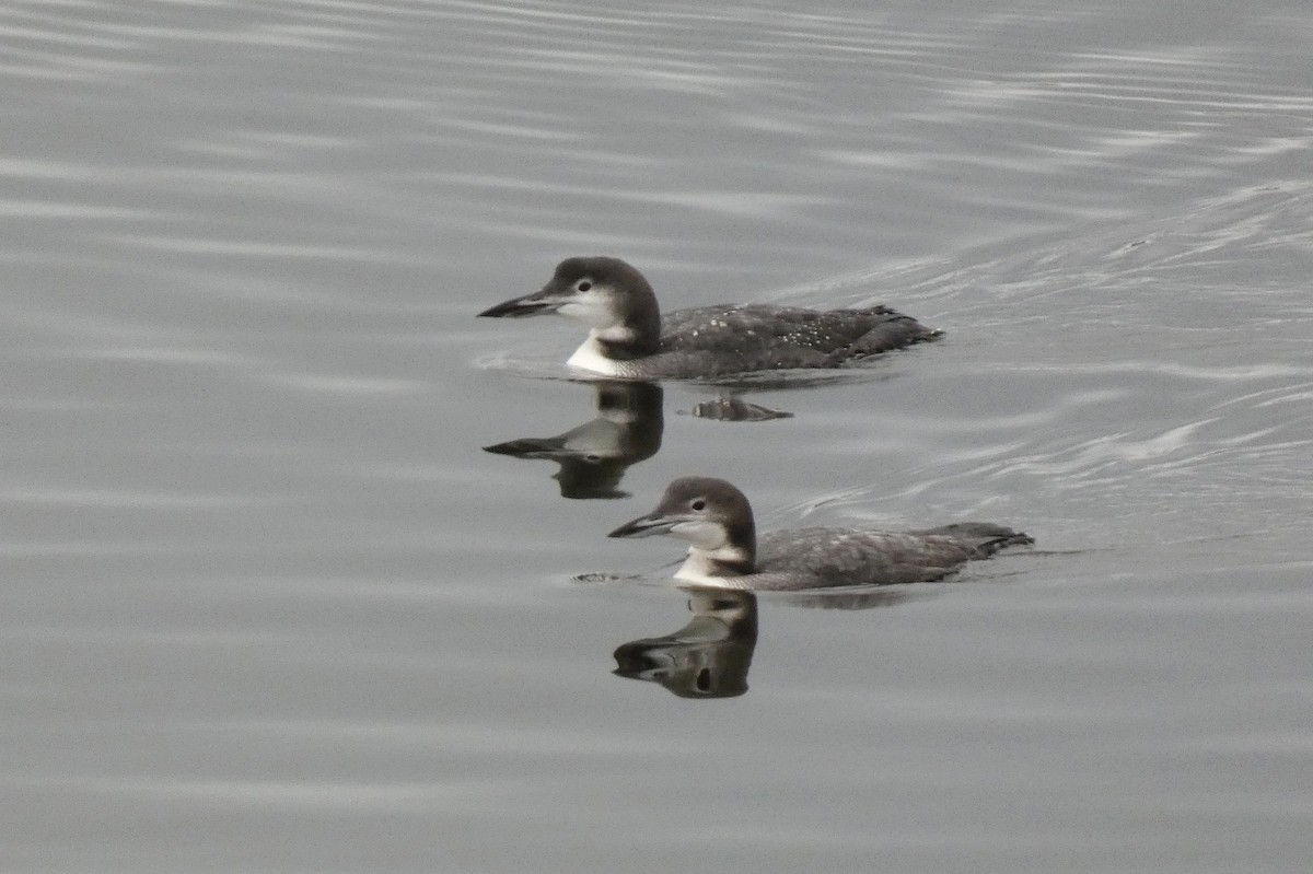 Common Loon - ML645564704
