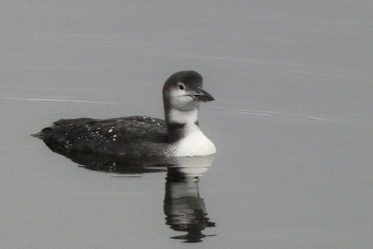 Common Loon - ML645564705