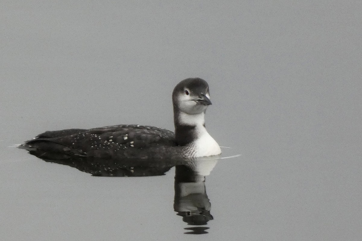 Common Loon - ML645564707