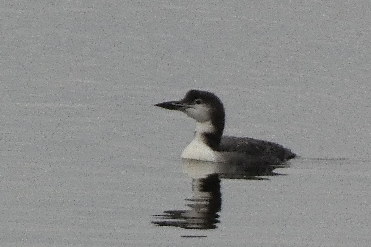 Common Loon - ML645564709