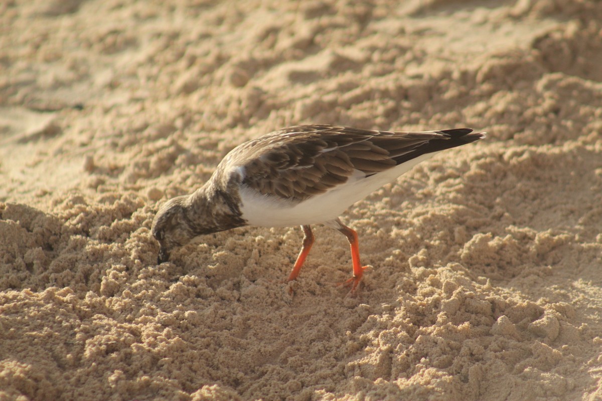 Ruddy Turnstone - ML645564713