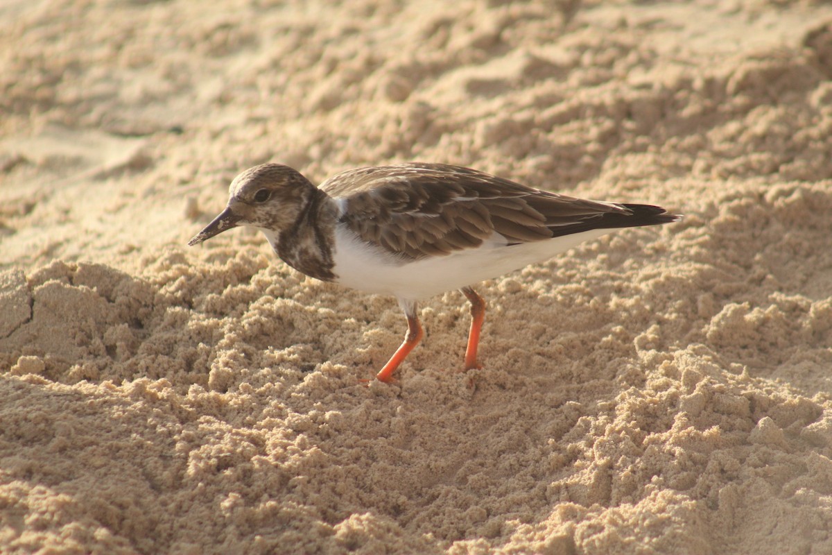 Ruddy Turnstone - ML645564714