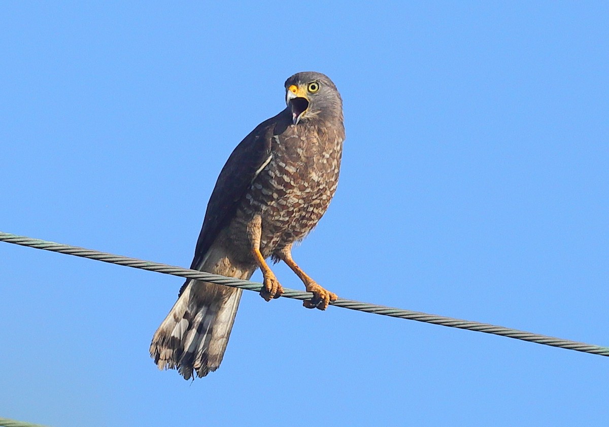 Yol Şahini - ML645564719