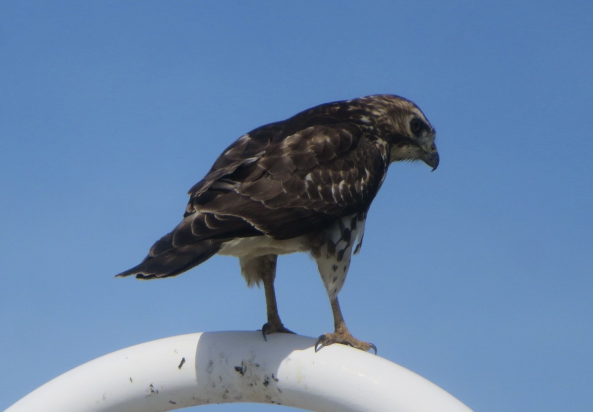 Broad-winged Hawk - ML645564728