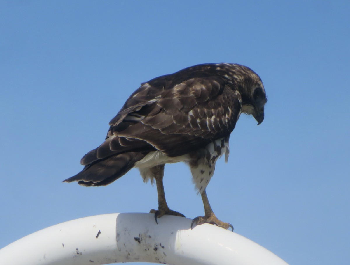 Broad-winged Hawk - ML645564729