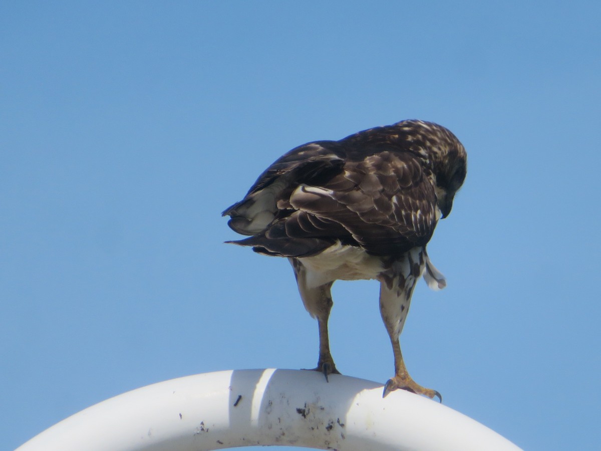 Broad-winged Hawk - ML645564730