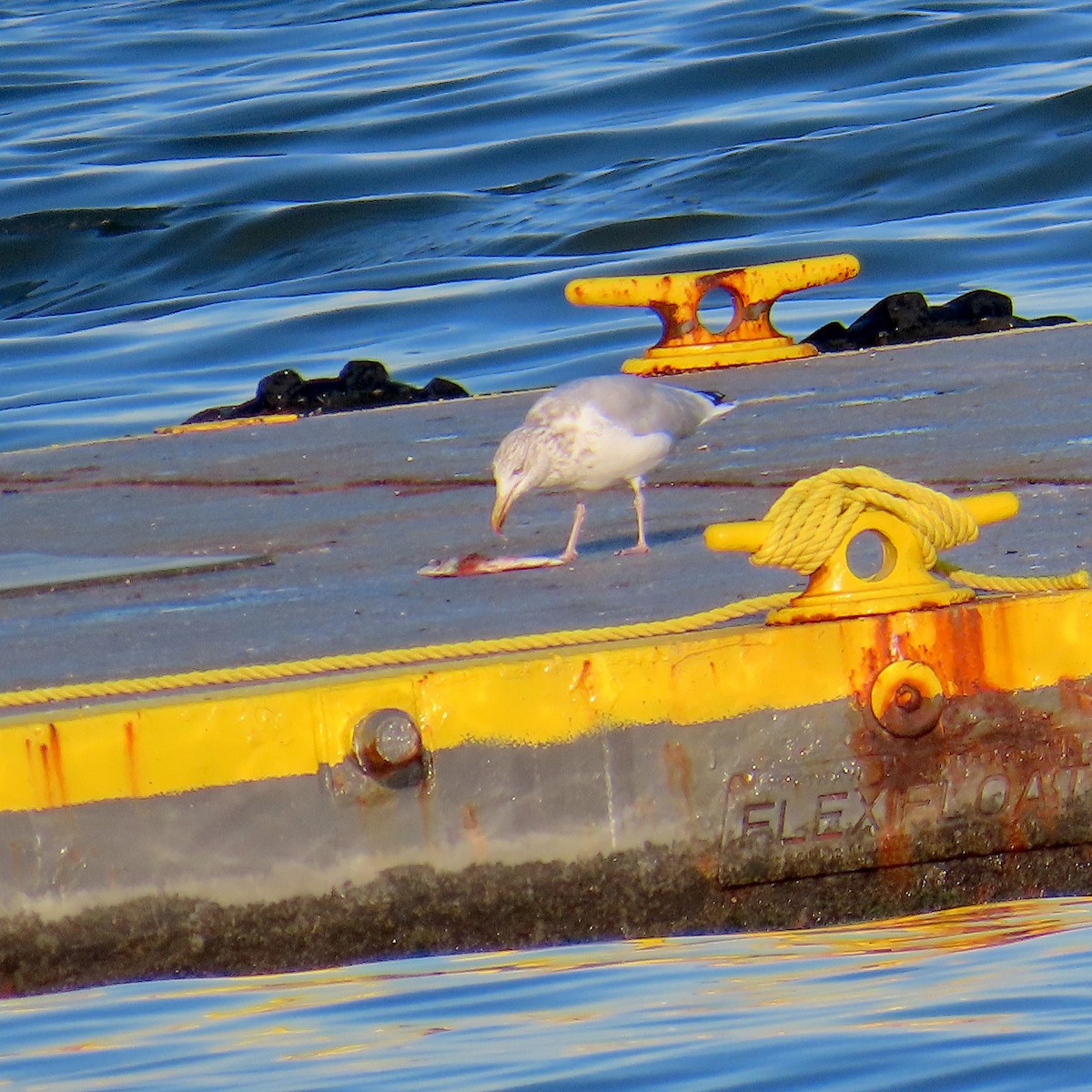 American Herring Gull - ML645564740