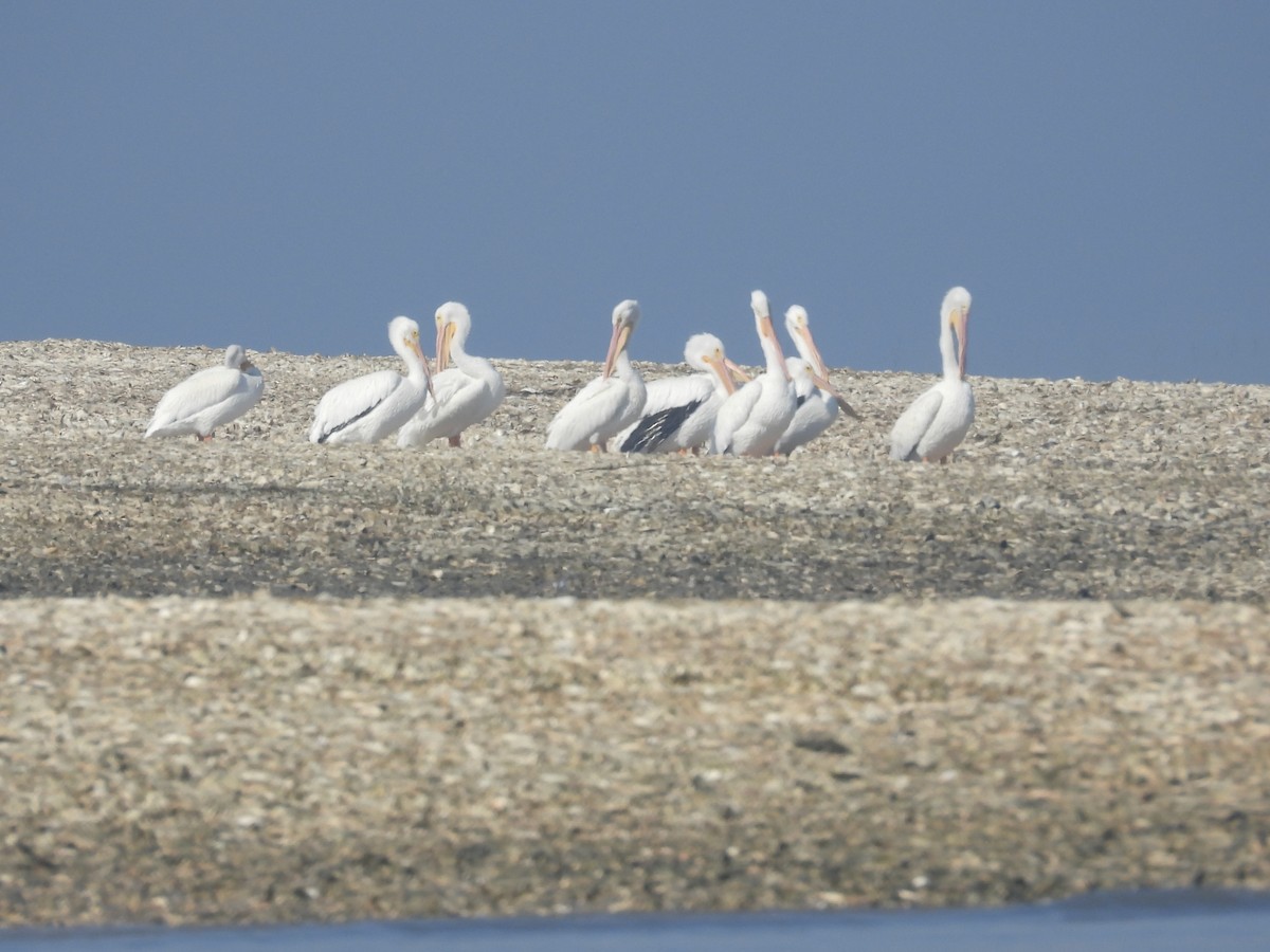 American White Pelican - ML645564741