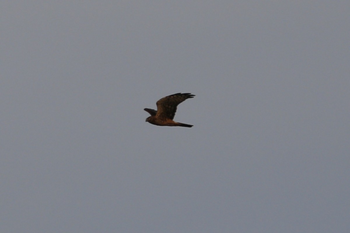 Northern Harrier - ML645564744