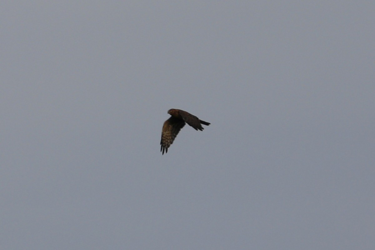 Northern Harrier - ML645564745