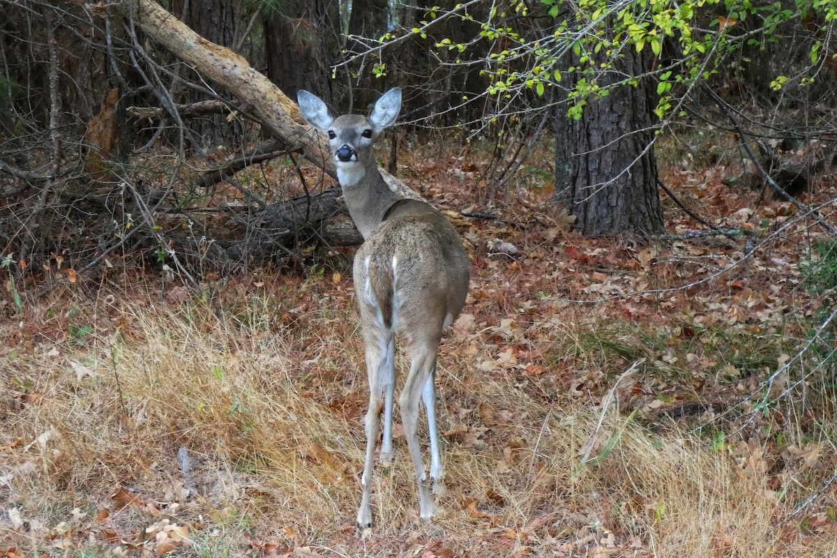 White-tailed Deer - ML645564746