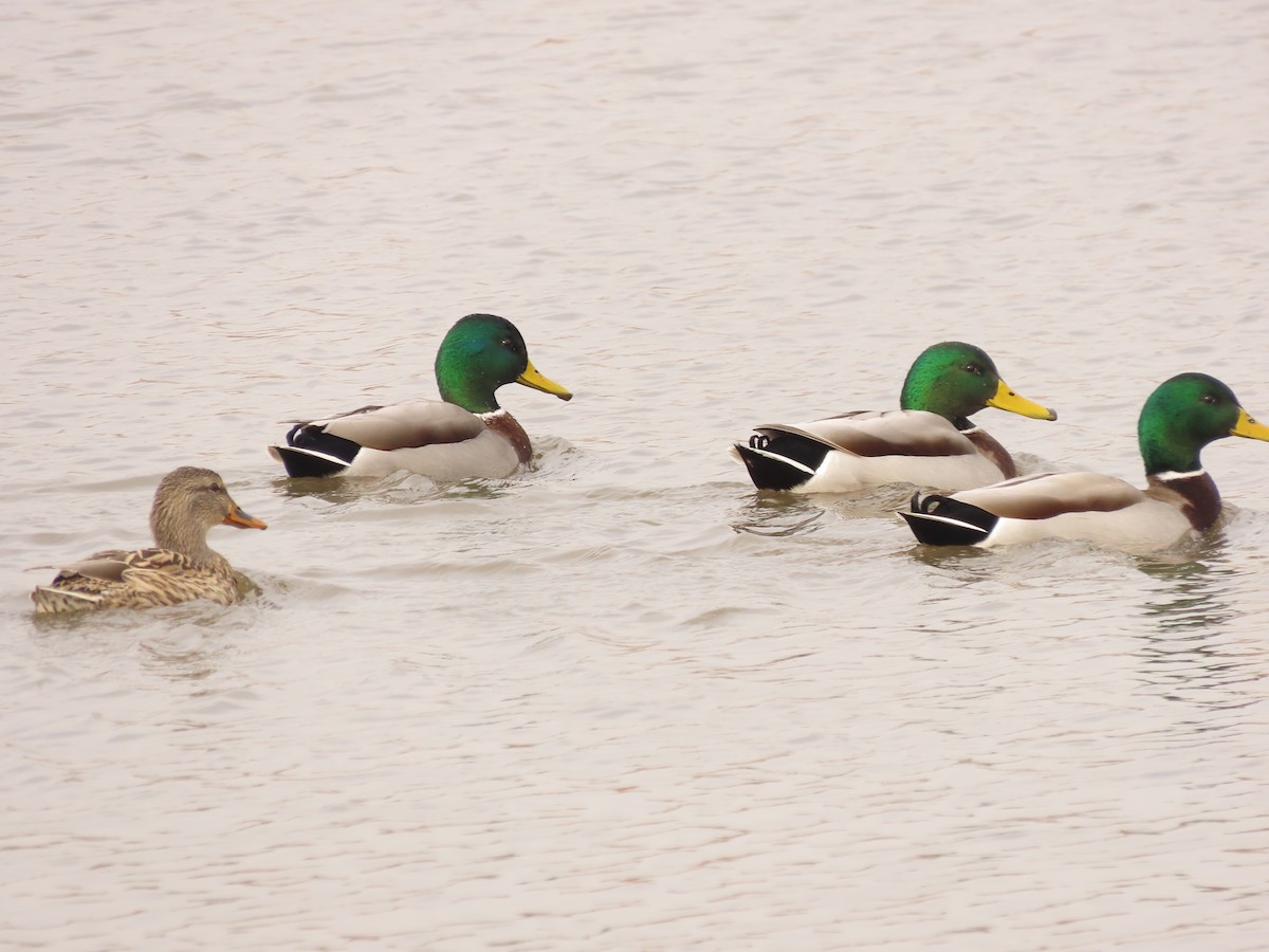 Mallard - ML645564755