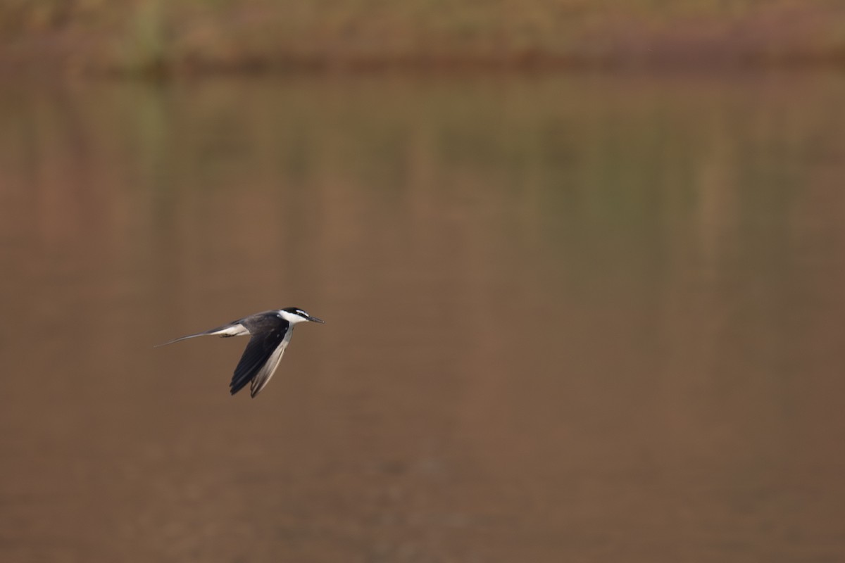 Bridled Tern - ML645564757