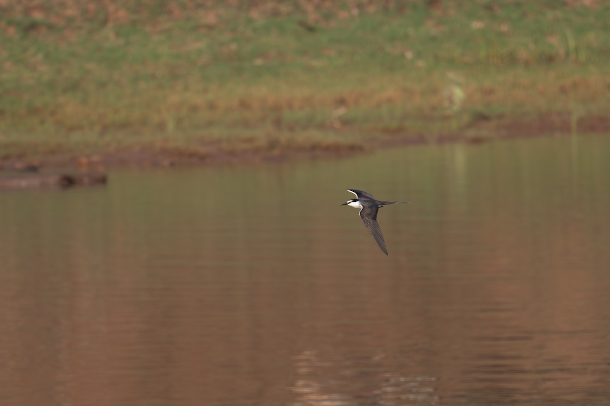 Bridled Tern - ML645564758