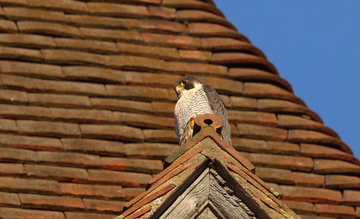 Peregrine Falcon - ML645564762