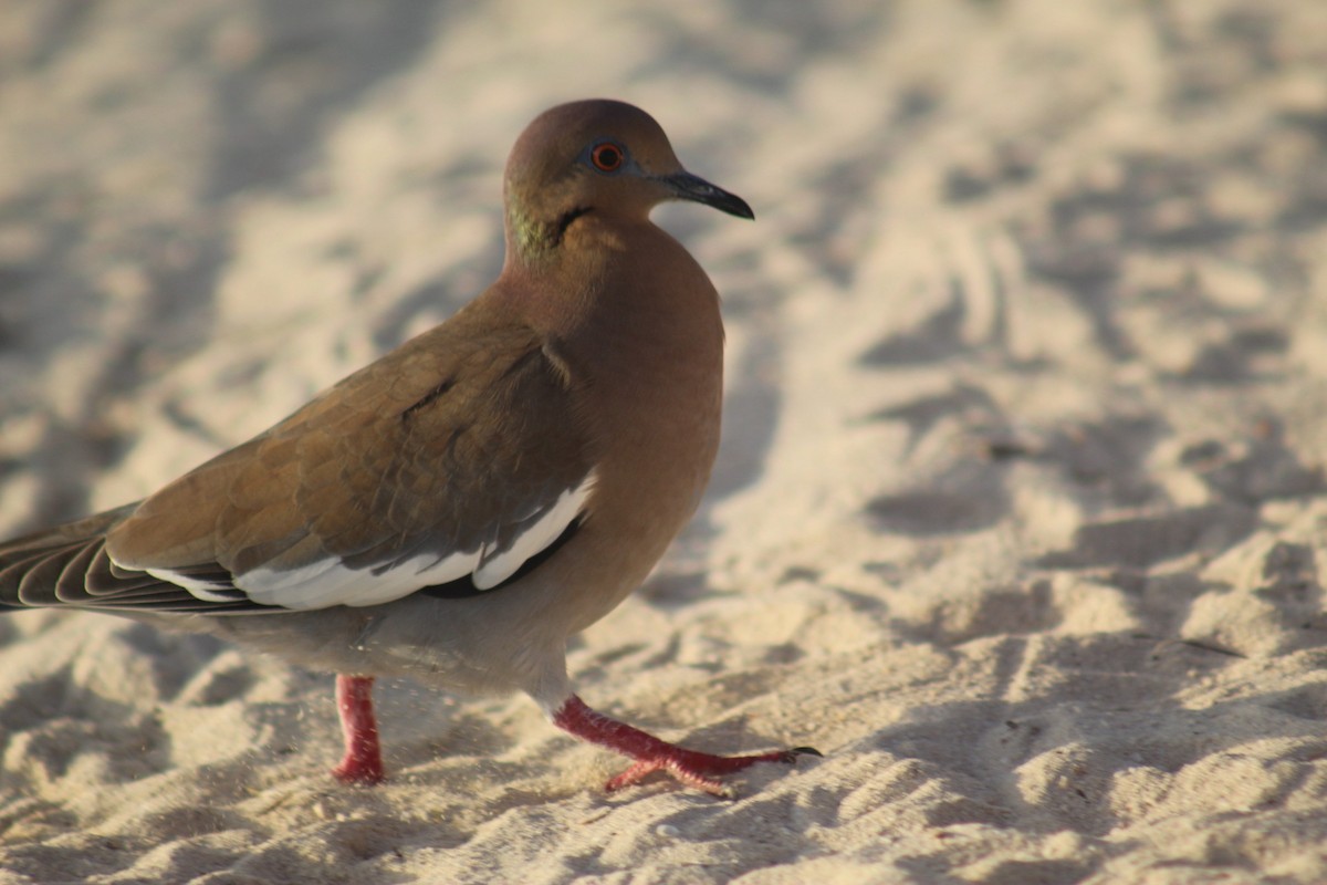 White-winged Dove - ML645564766