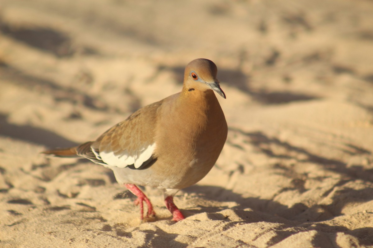 White-winged Dove - ML645564767