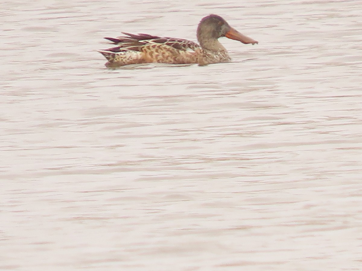Northern Shoveler - ML645564780