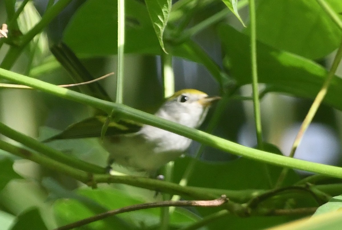 lesňáček rezavoboký - ML645564781