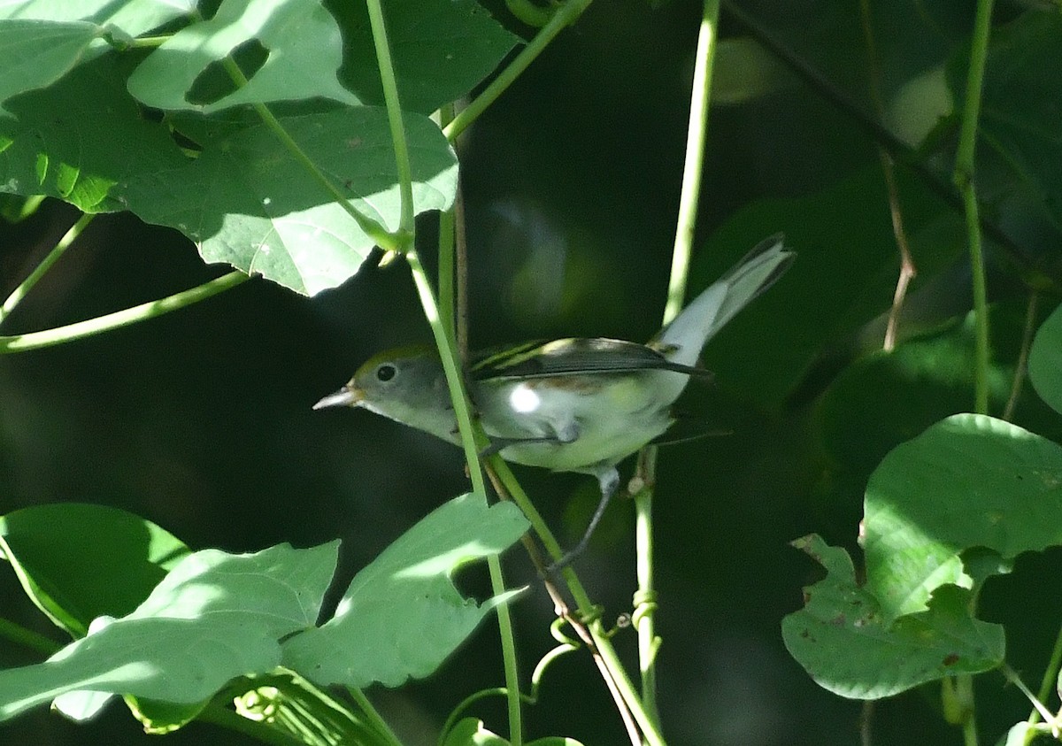 lesňáček rezavoboký - ML645564782