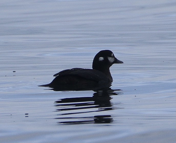 Ahate arlekina - ML645564784