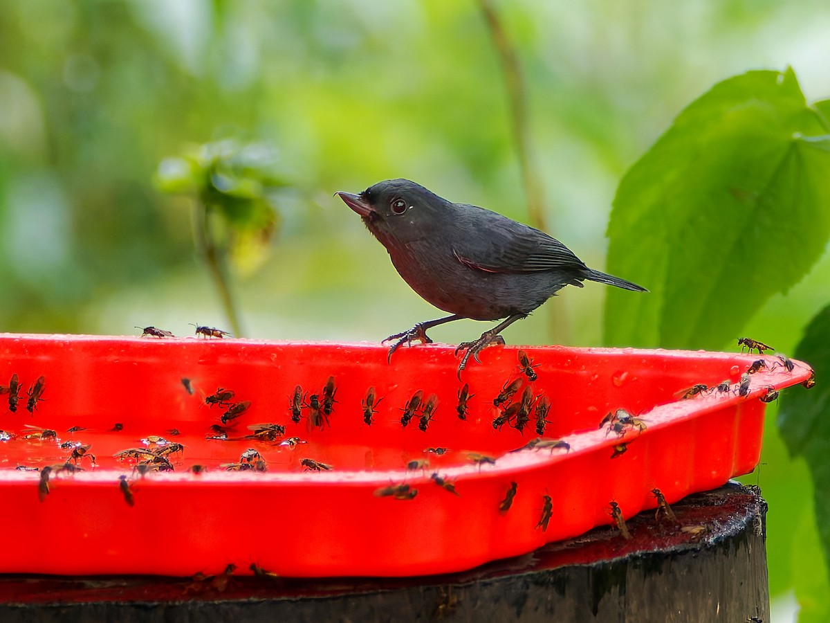 Pinchaflor Flanquiblanco - ML645564789