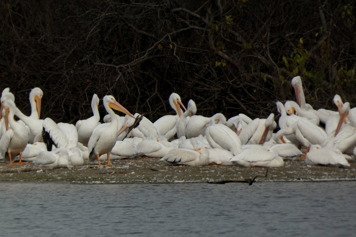 American White Pelican - ML645564794
