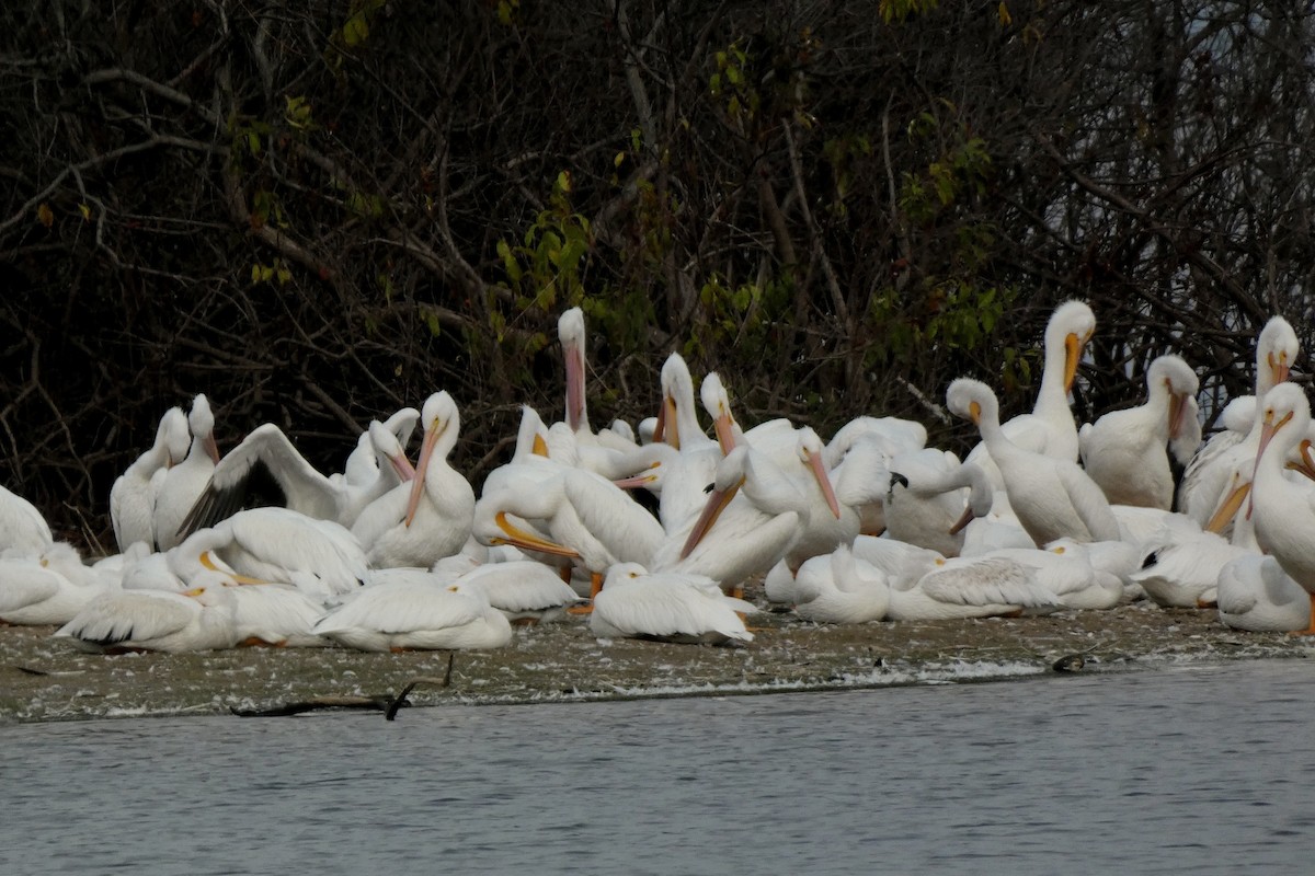 American White Pelican - ML645564795