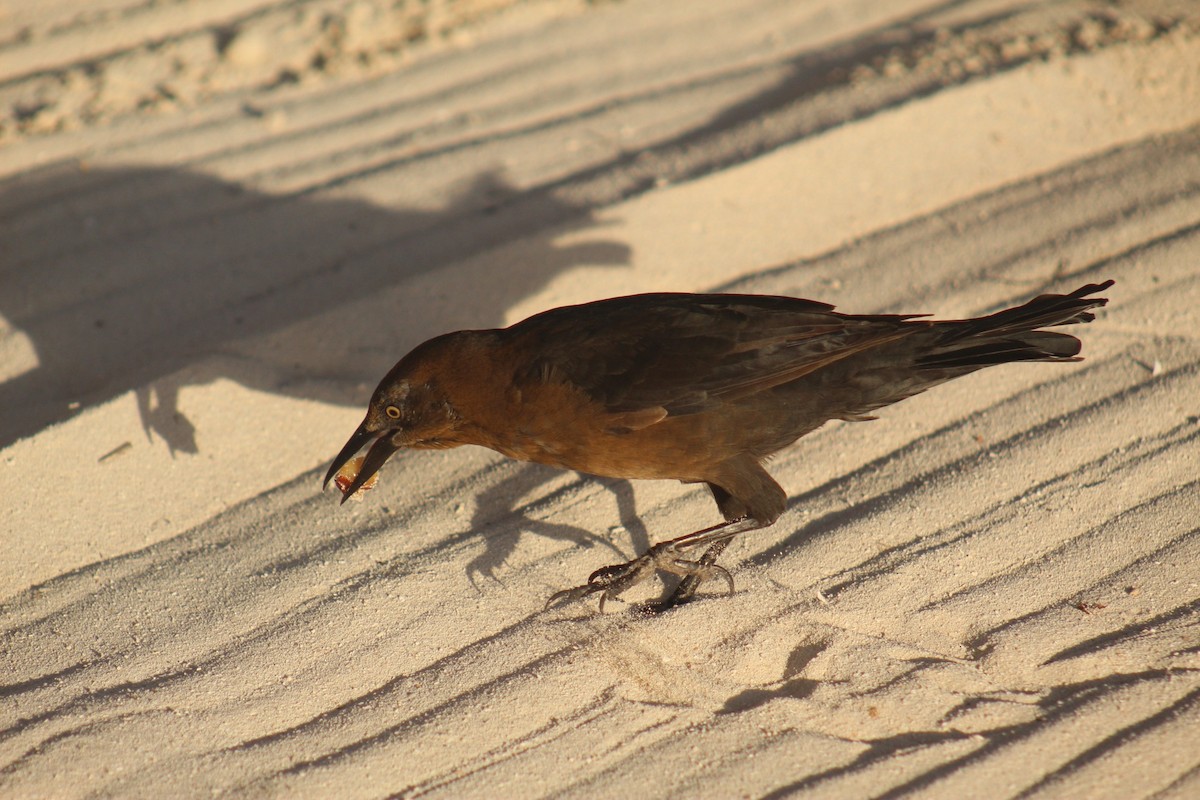 Great-tailed Grackle - ML645564804