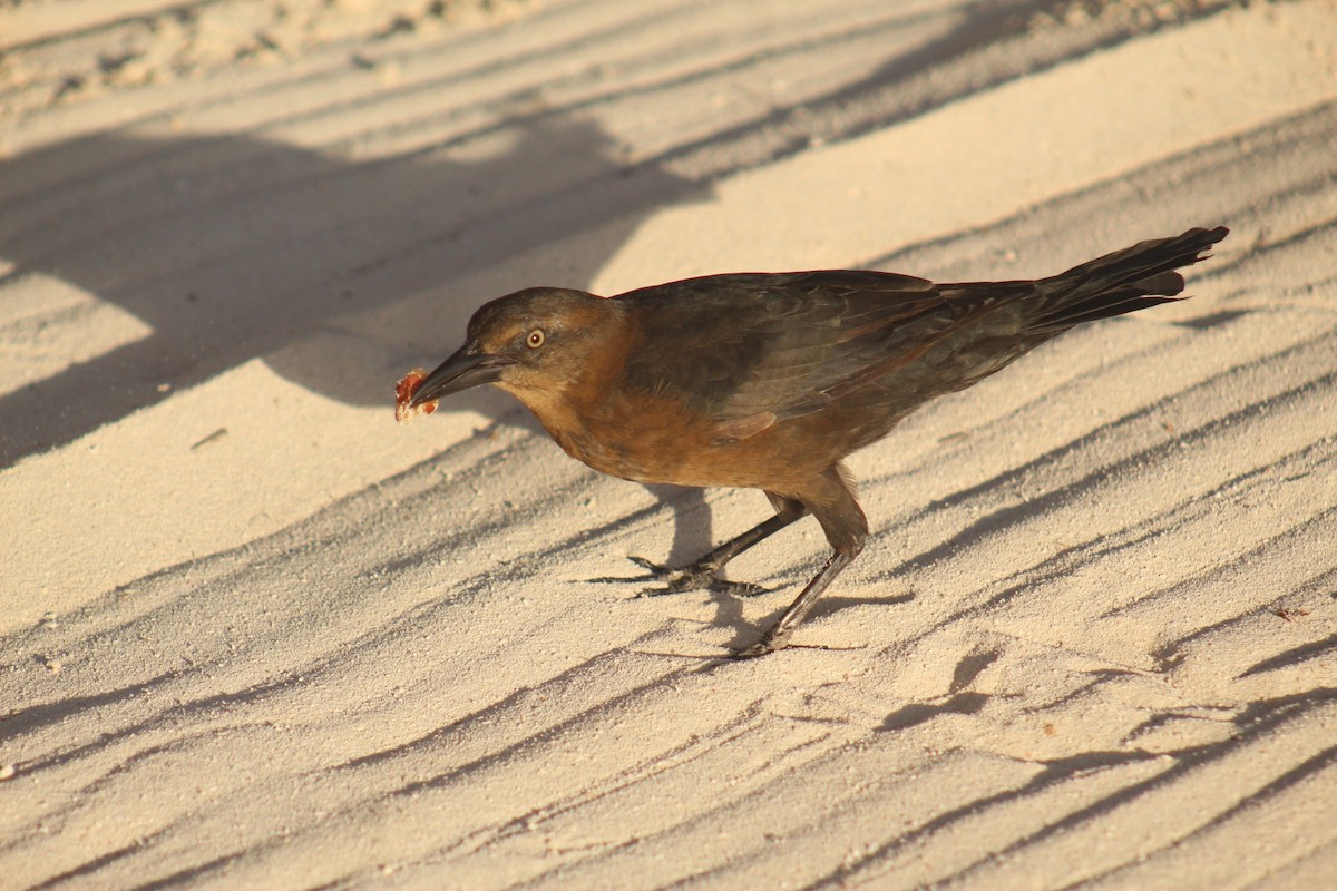 Great-tailed Grackle - ML645564805
