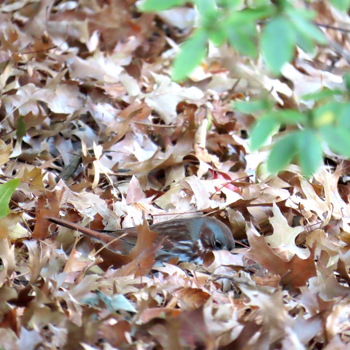 Fox Sparrow - ML645564808