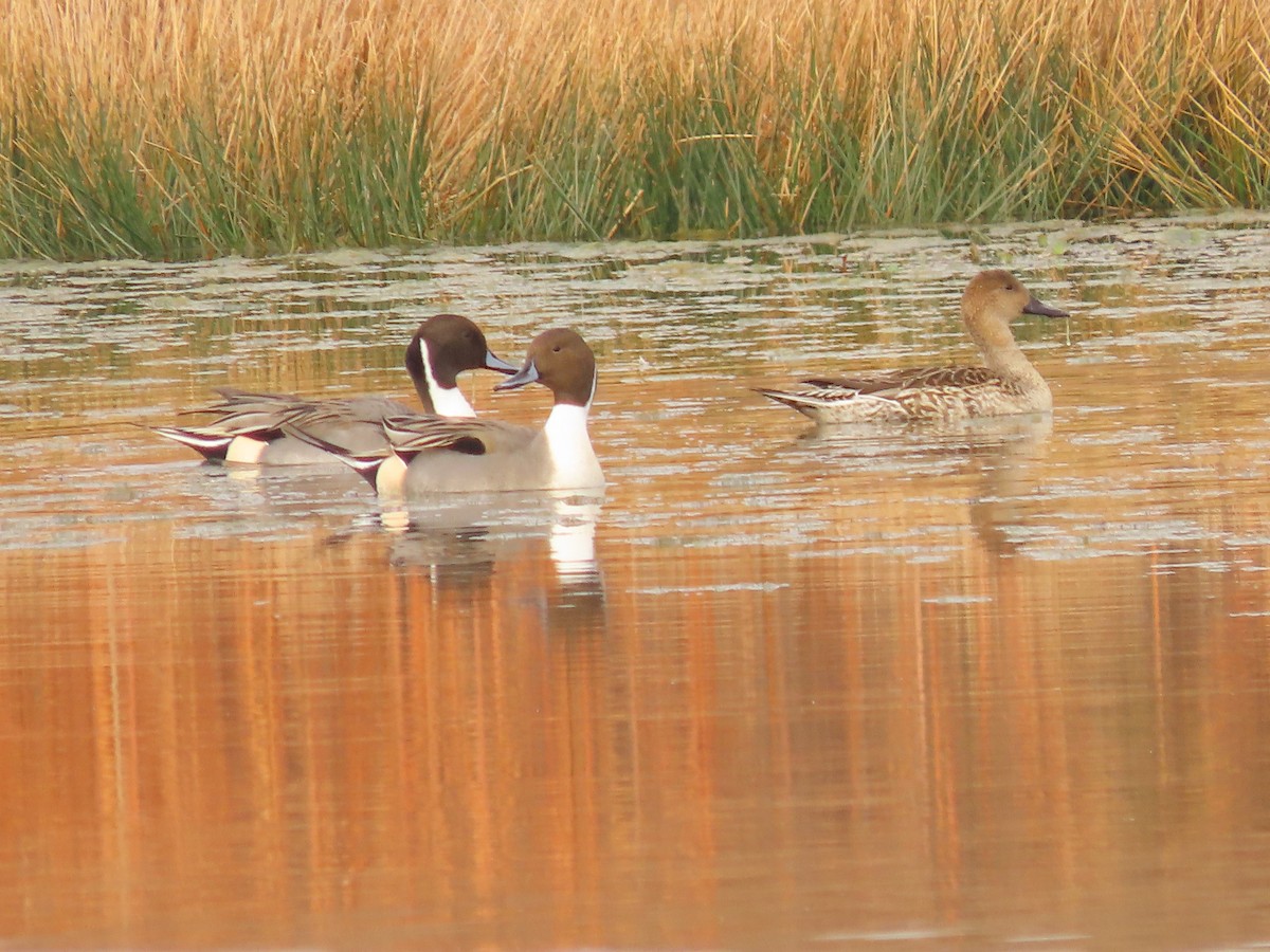 Northern Pintail - ML645564810