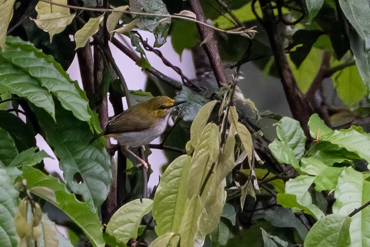 Yellow-browed Camaroptera - ML645564811
