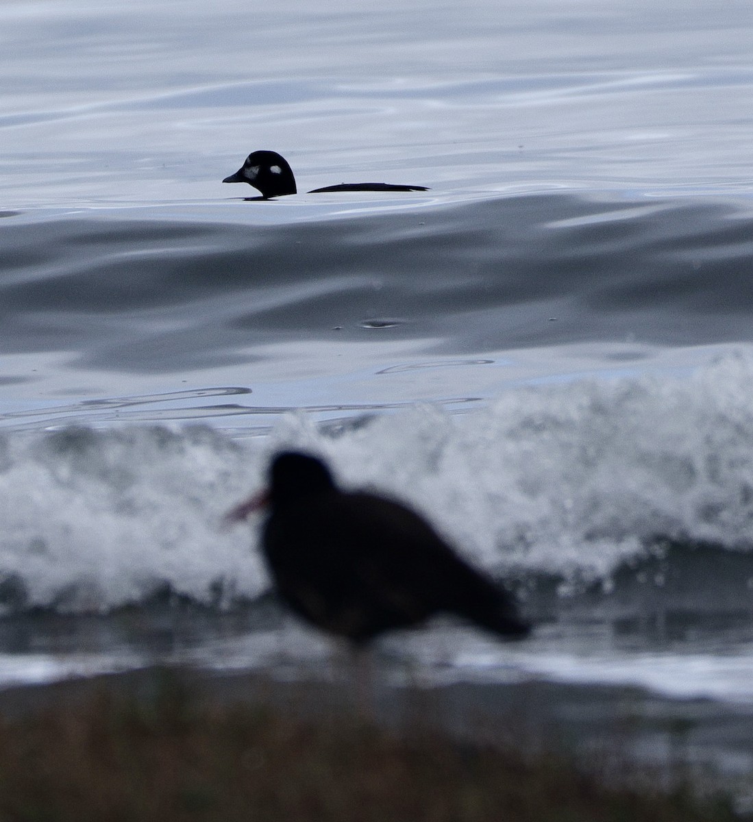 Ahate arlekina - ML645564813