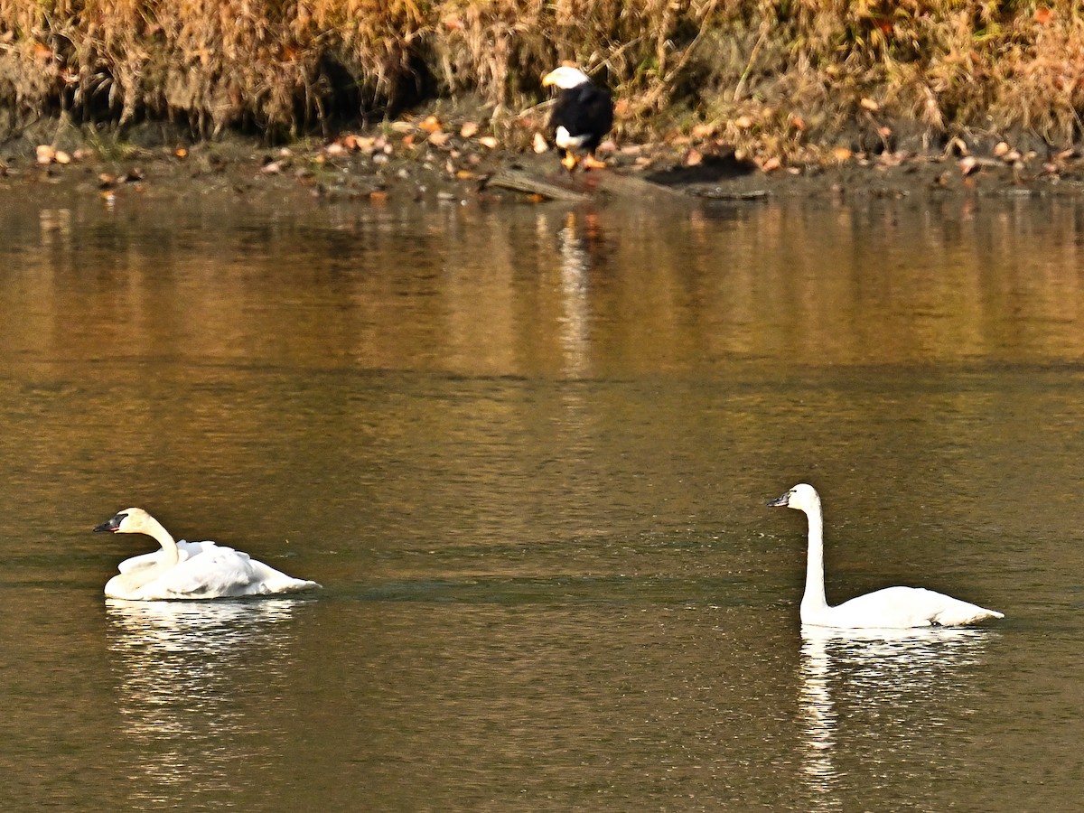 Trumpeter Swan - ML645564828