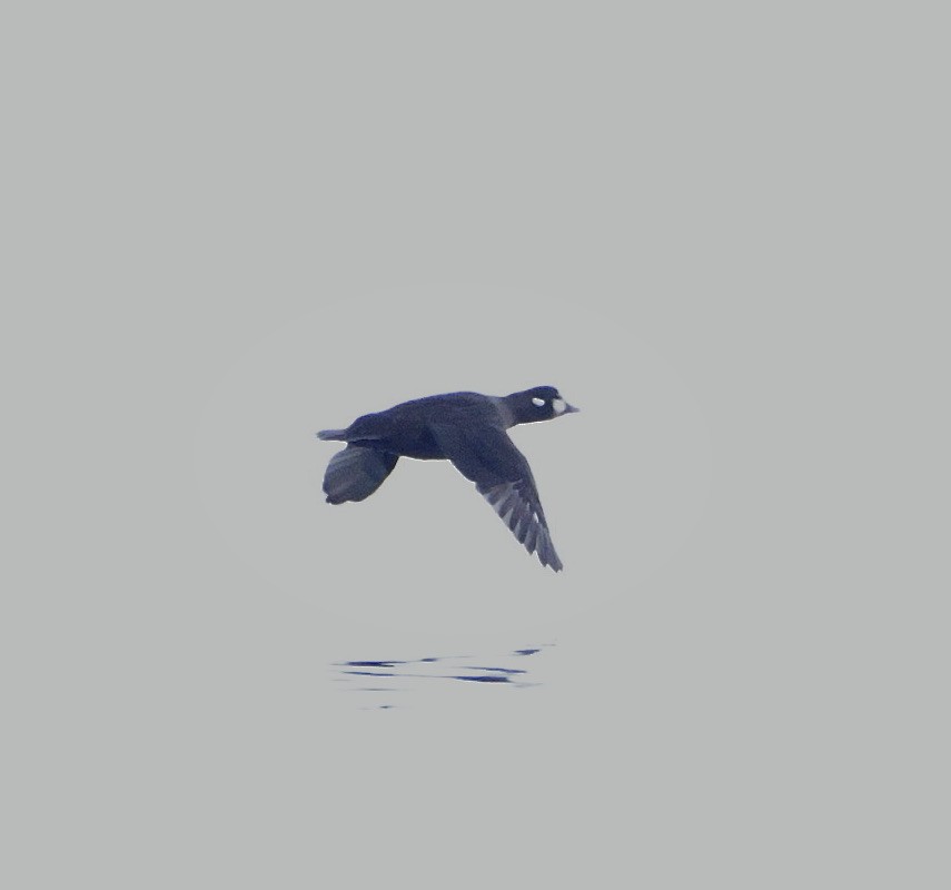 Ahate arlekina - ML645564832