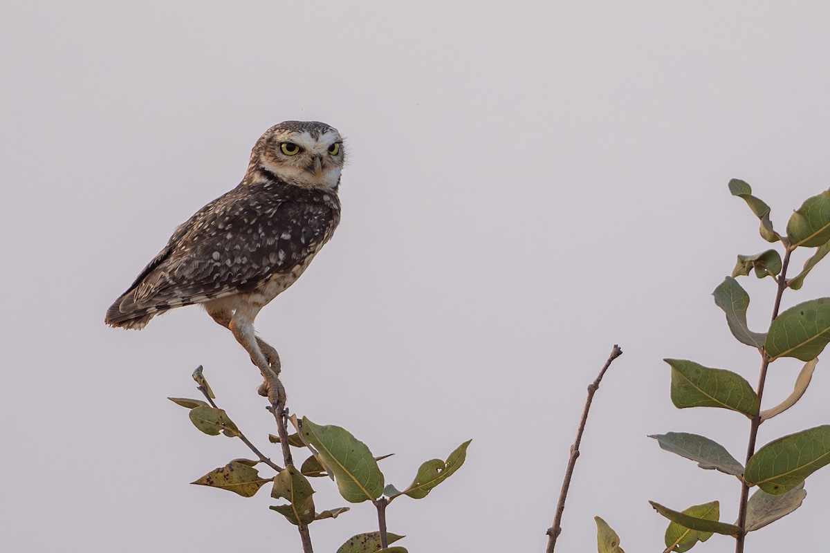 Burrowing Owl - ML645564836