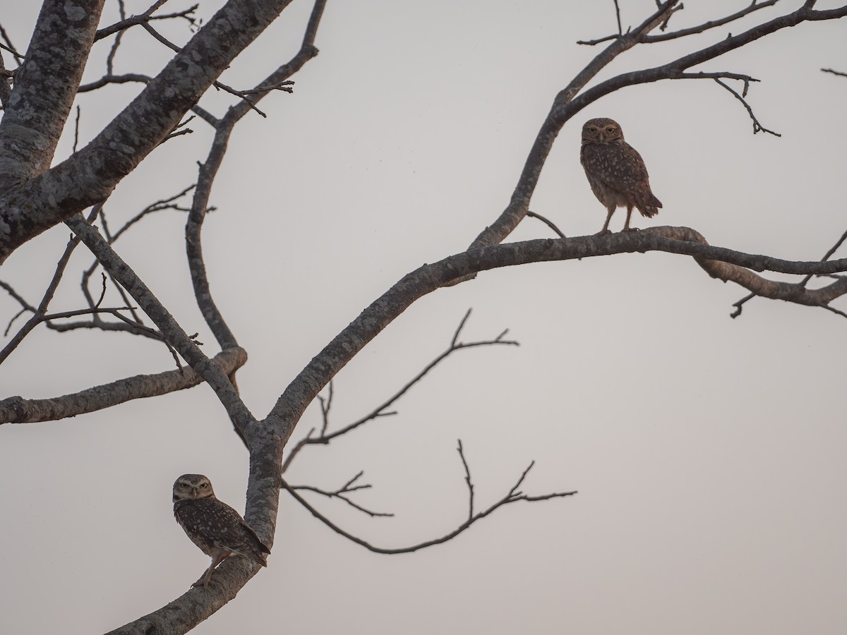 Burrowing Owl - ML645564837