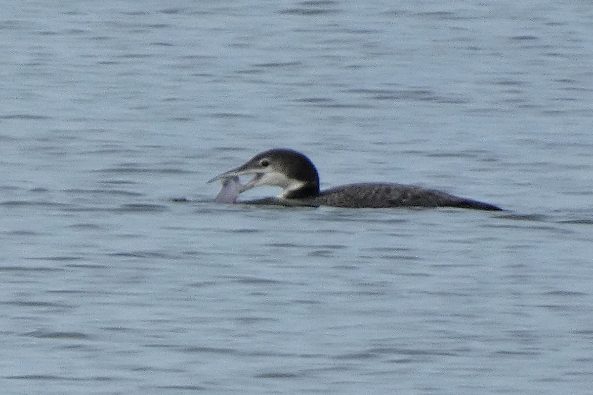 Common Loon - ML645564840