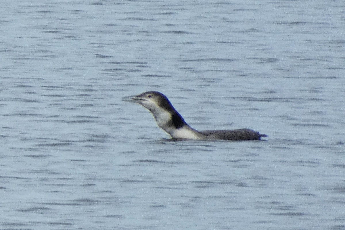 Common Loon - ML645564841