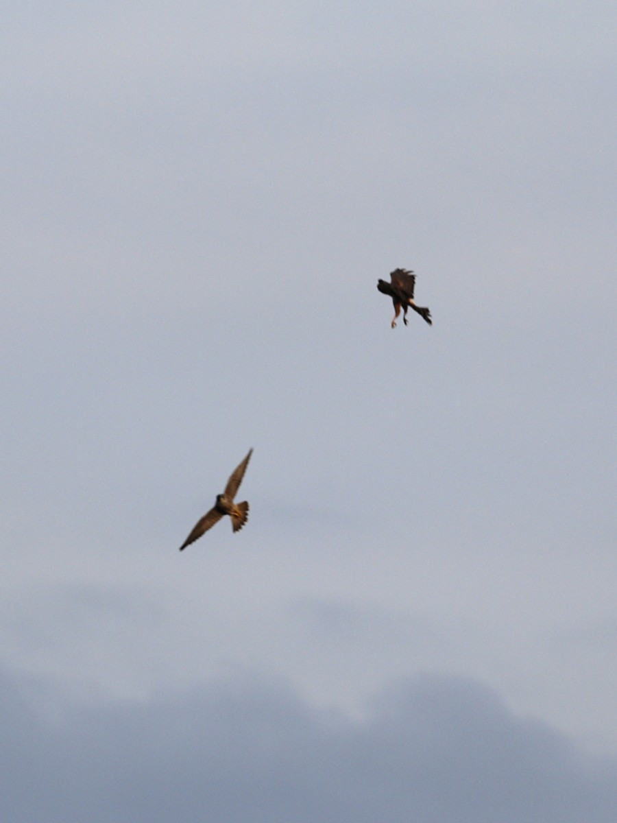 Peregrine Falcon - ML645564843