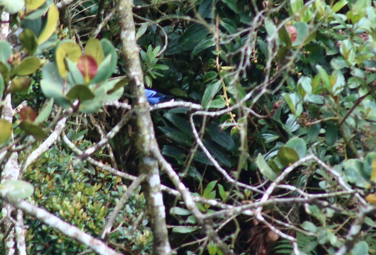 Blue-and-black Tanager - ML645564844