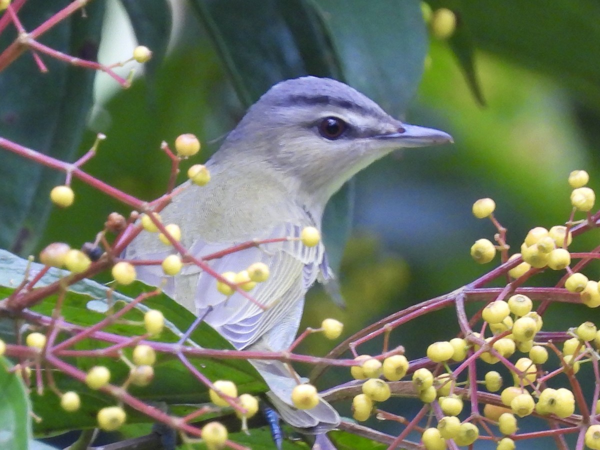 Красноглазый виреон - ML645564848