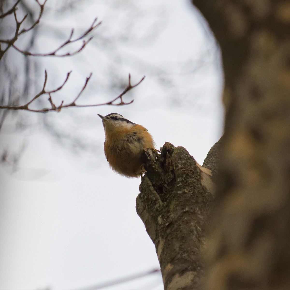 Red-breasted Nuthatch - ML645564849