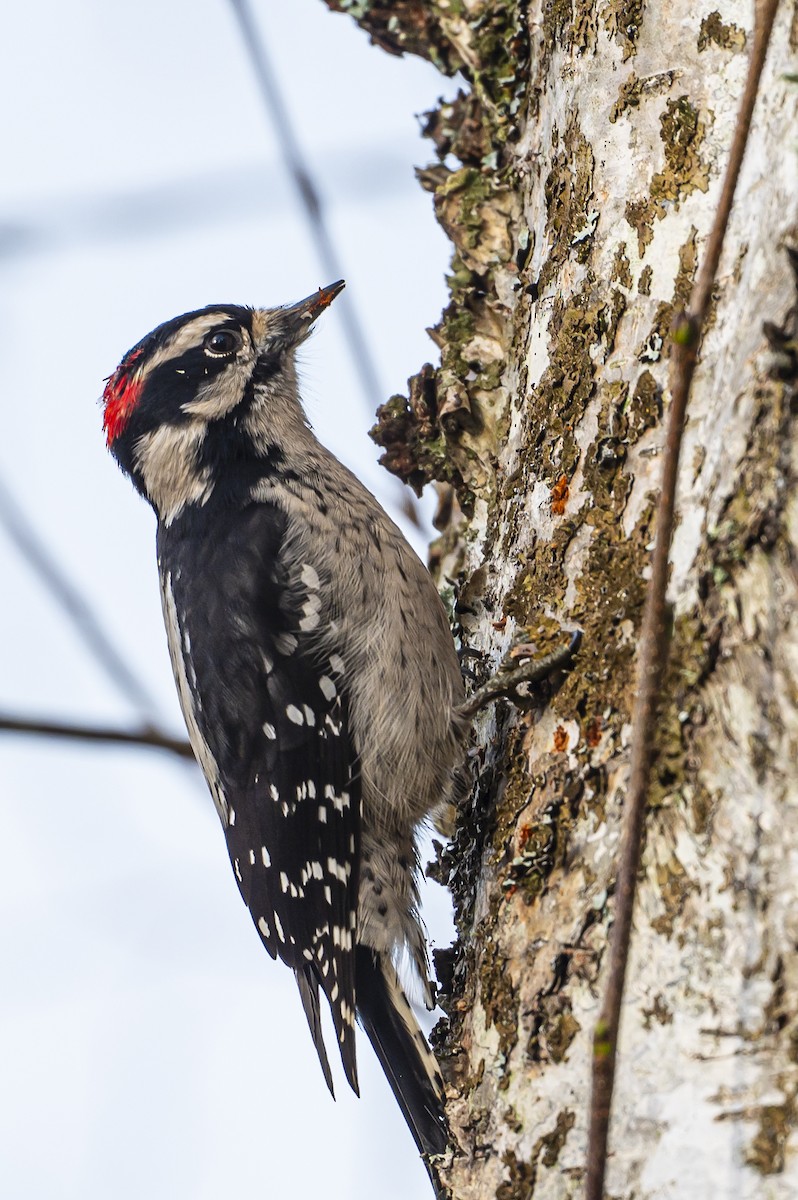 Downy Woodpecker - ML645564853