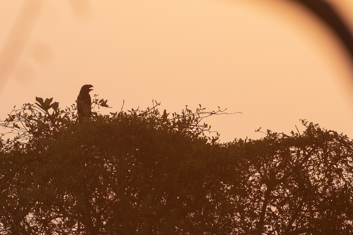 Ані товстодзьобий - ML645564854